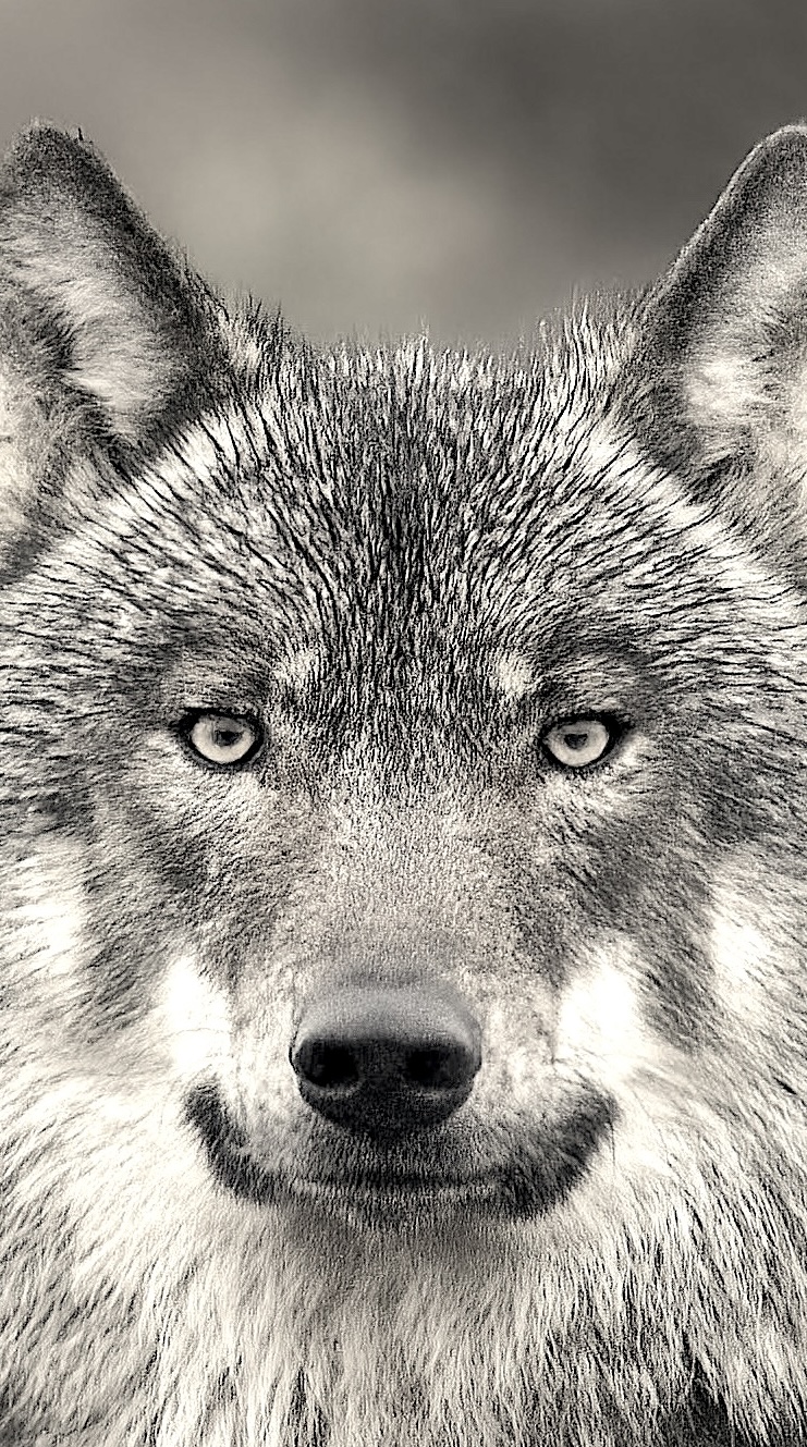 Wolf — frontaal portret in zwart-wit